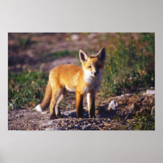Poster Red Fox