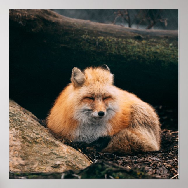 Poster Red Fox dormant (Devant)