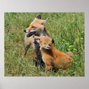Poster Red Fox Mama et kit