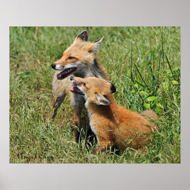 Poster Red Fox Mama et kit (Devant)