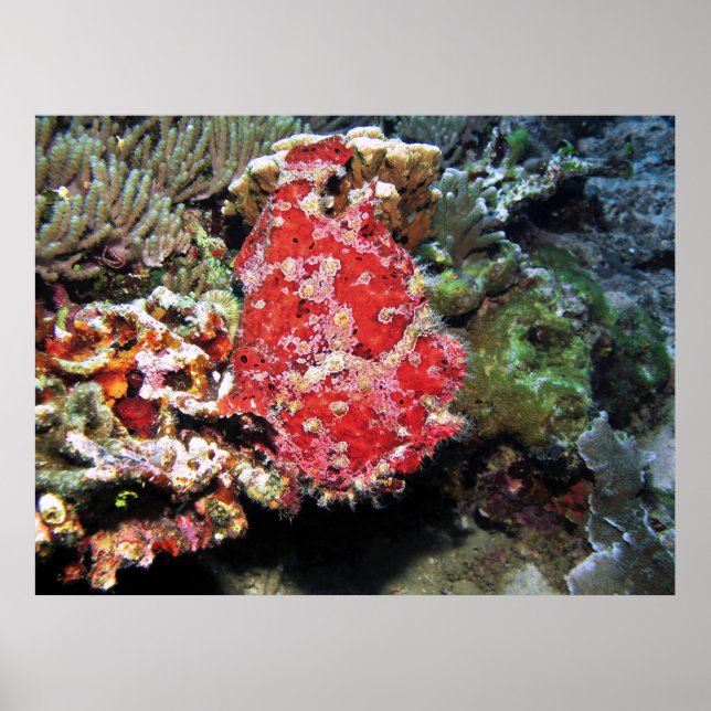 Poster Red Giant Frogfish (Devant)