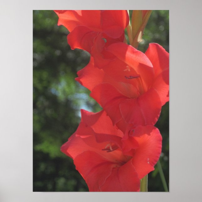 Poster Red Gladiolas (Devant)