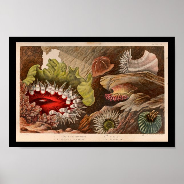 Poster Red Green Sea Anemone Marine Life Imprimer (Devant)