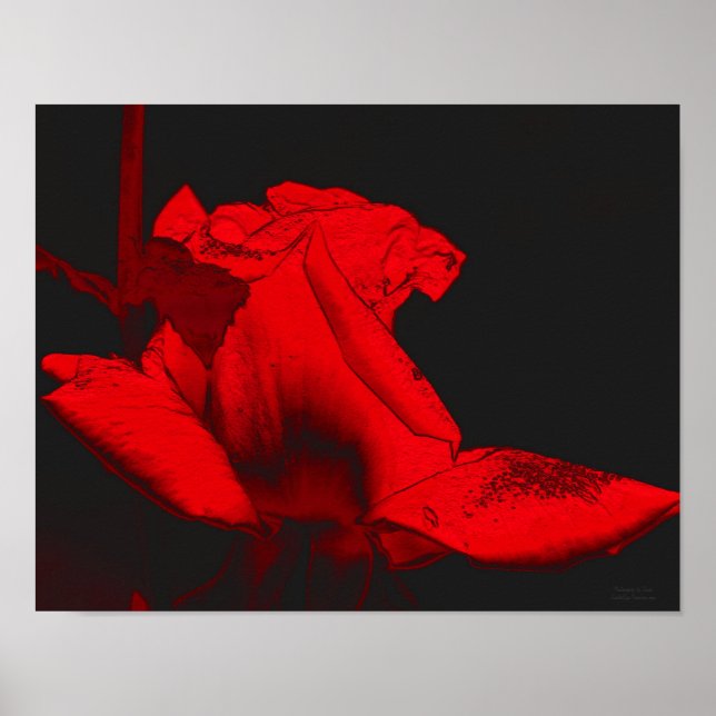 Poster Red Hot Rosebud Abstrait Flower Art (Devant)
