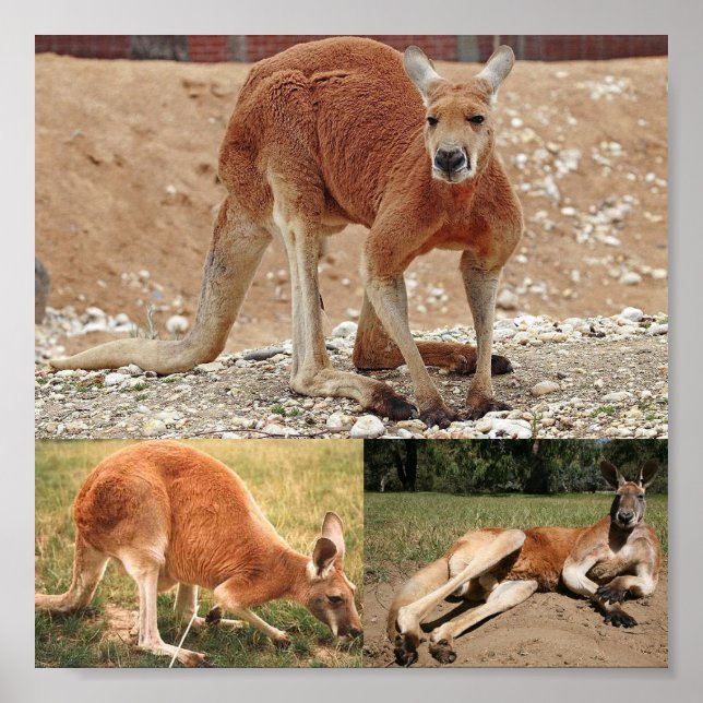 Poster Red Kangaroo (Devant)