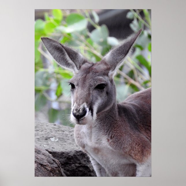 Poster Red Kangaroo (Devant)