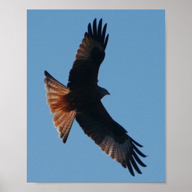 Poster Red Kite (Devant)