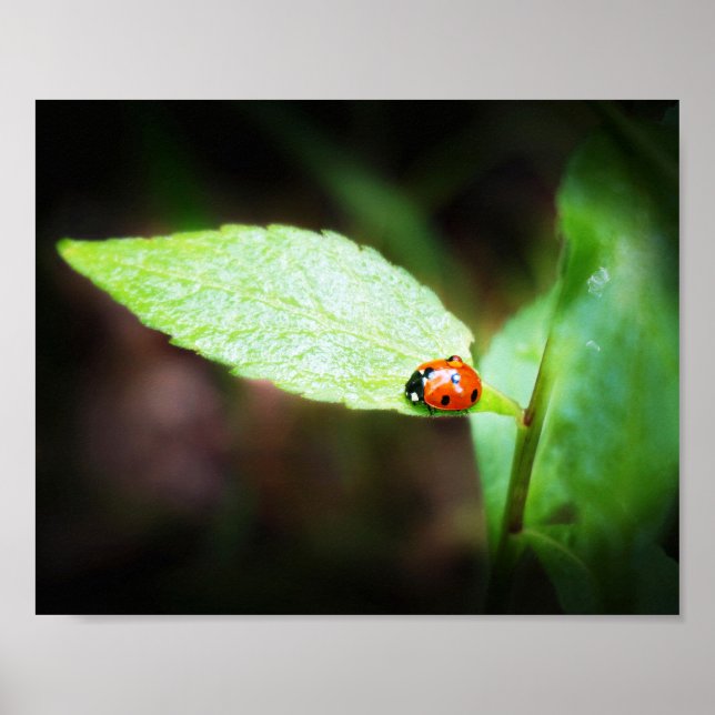 Poster Red Lady Bug Close Up in Nature Photographie (Devant)