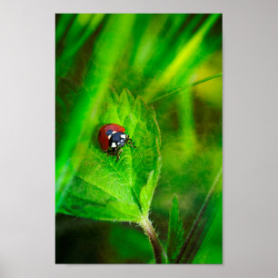 Poster Red Ladybird