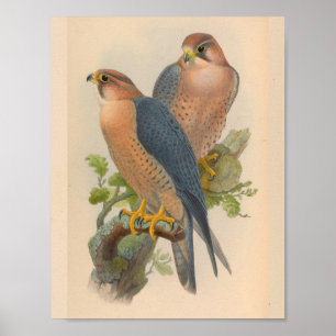 Poster Red Naped Falcon Bird Art Vintage