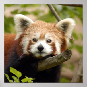 Poster red-panda-007