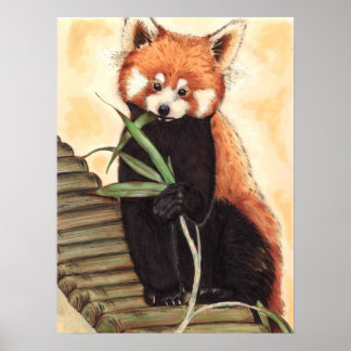 Poster Red Panda Nom