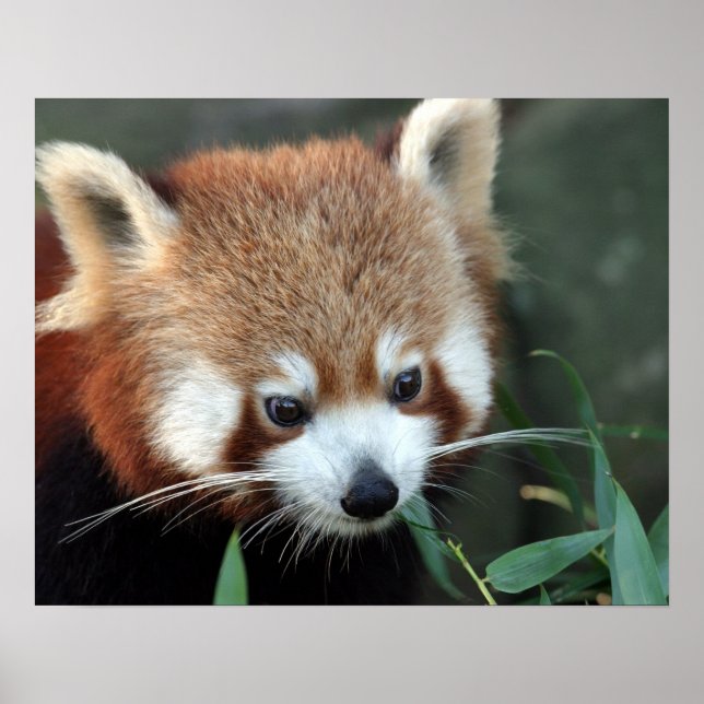 Poster Red Panda, Zoo de Taronga, Sydney, Australie (Devant)