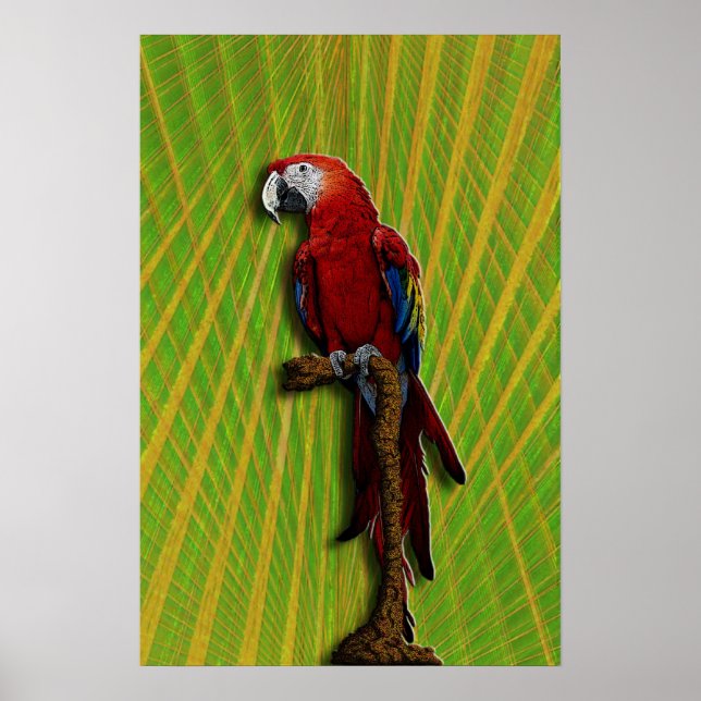 Poster Red Parrot (Devant)
