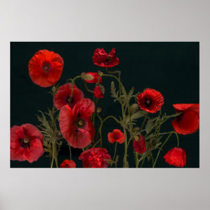 Poster Red Poppies