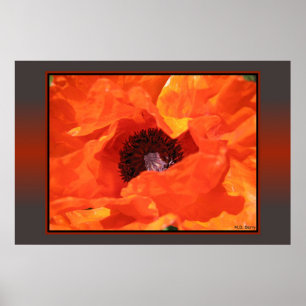 Poster Red Poppy