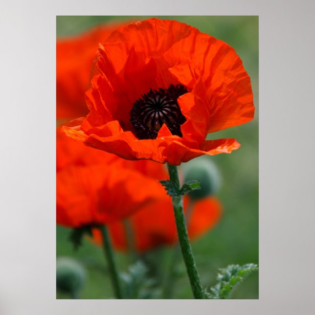 Poster Red Poppy (Devant)