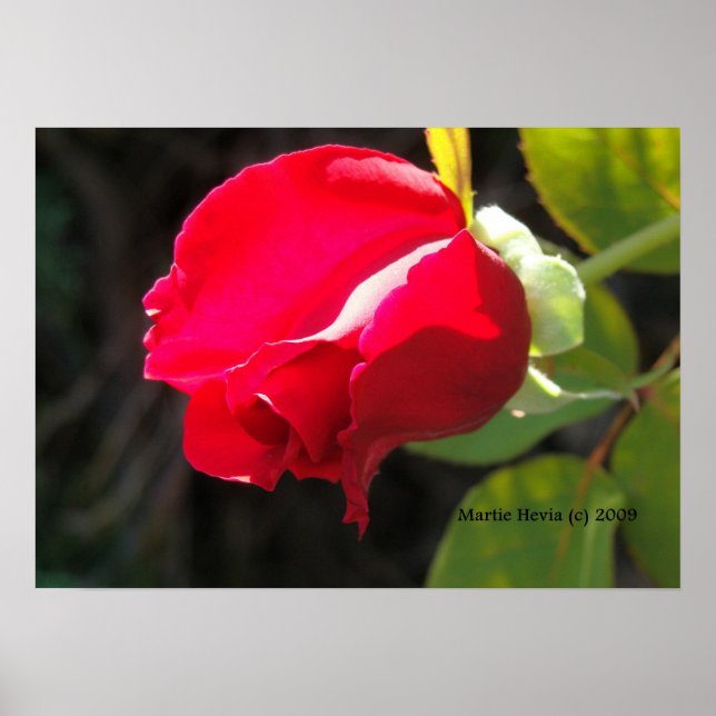 Poster Red Rose Bud Print - Sélectionnez votre cadre (Devant)