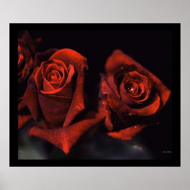 Poster Red Roses (Devant)