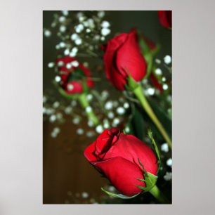 Poster Red Roses