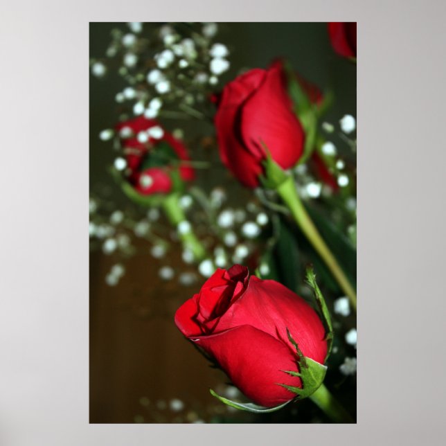 Poster Red Roses (Devant)