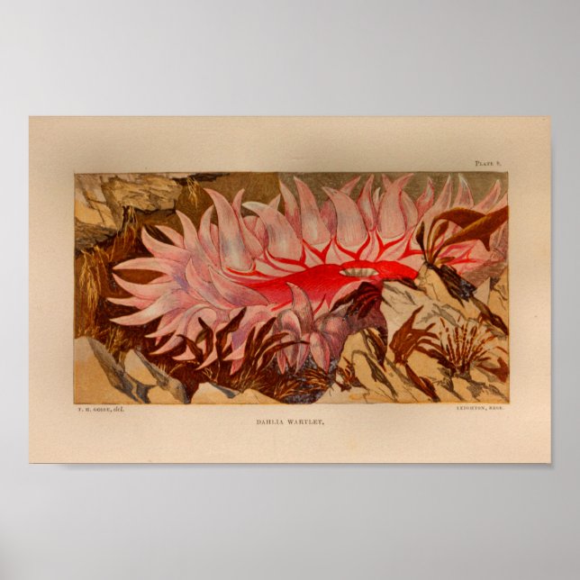 Poster Red Sea Anemone Marine Art Imprimer (Devant)