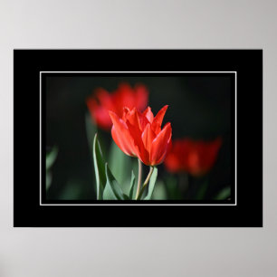 Poster Red Tulips