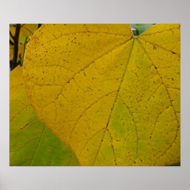 Poster Redbud Jaune Feuille Automne Photographie de la na (Devant)