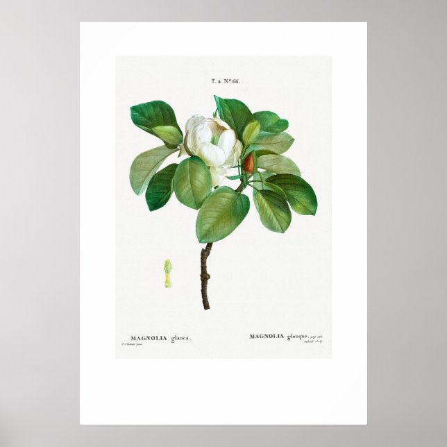 POSTER : REDOUTÉ BOTANIQUE VINTAGE "MAGNOLIA" (Devant)