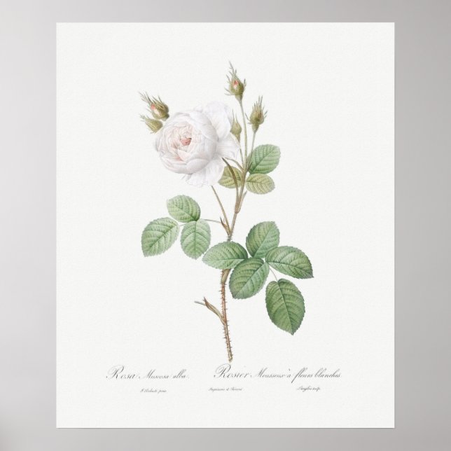 POSTER : REDOUTÉ : ROSE MOSS BLANC (Devant)