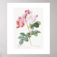 POSTER : REDOUTÉ : ROSEBUSH ROSE ROSE