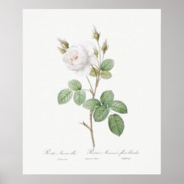 POSTER: REDOUTÉ : WEISSE MOSS-ROSE POSTER