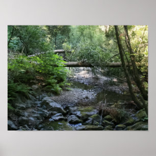 Poster "Redwood Creek", Muir Woods