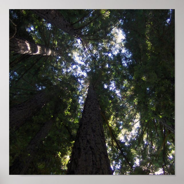 Poster Redwood Grove (Devant)