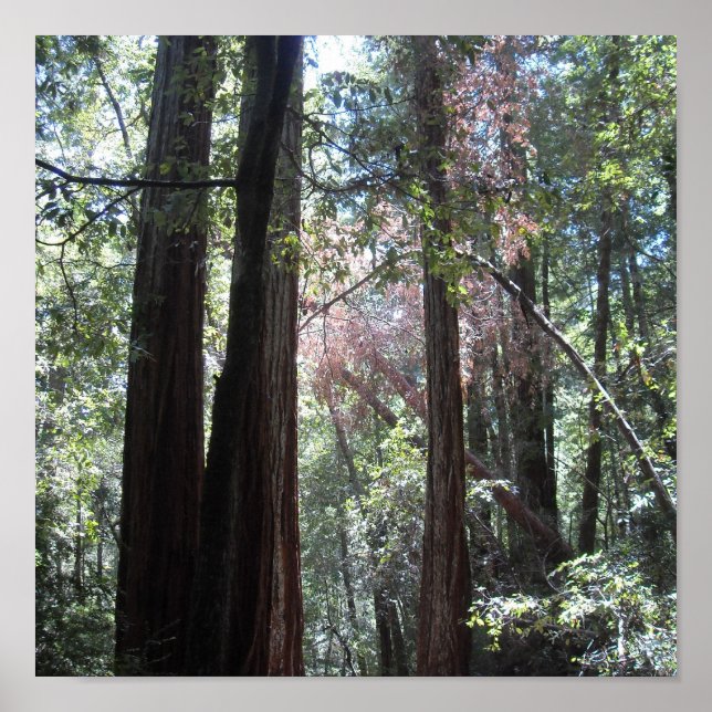 Poster Redwoods (Devant)