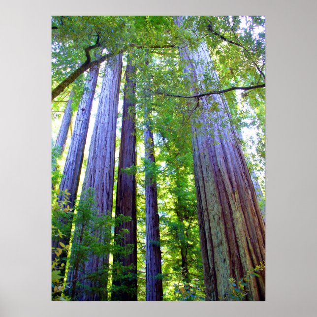 Poster Redwoods (Devant)