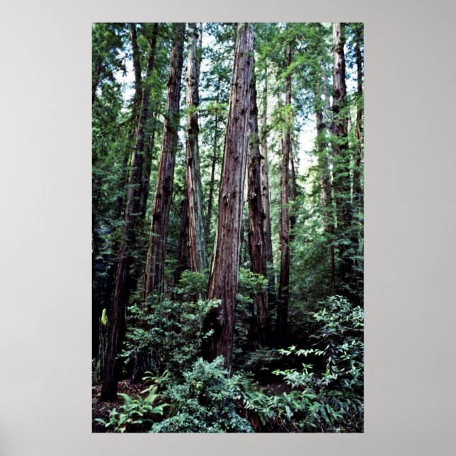 Poster Redwoods - Monument national de Muir Woods (Devant)