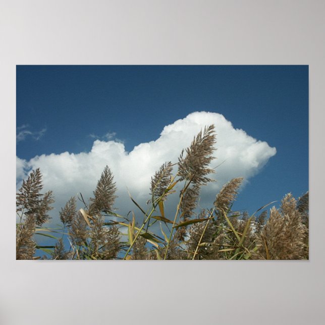 Poster Reeds (Devant)