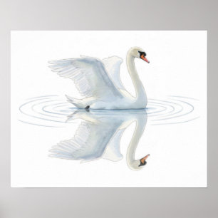 Poster Reflet du cygne