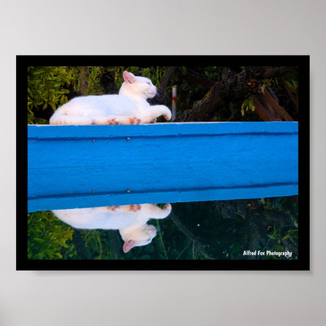 Poster Reflet d'un chat blanc (Devant)