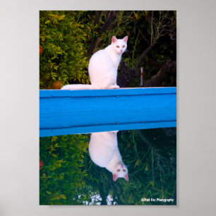 Poster Reflet d'un portrait de chat blanc