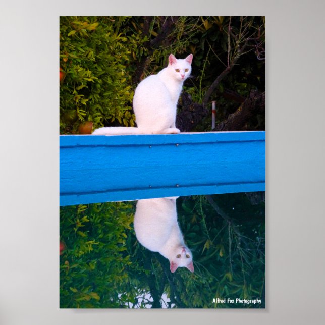Poster Reflet d'un portrait de chat blanc (Devant)