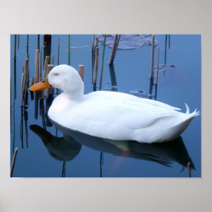 Poster Réflexion du canard blanc couché