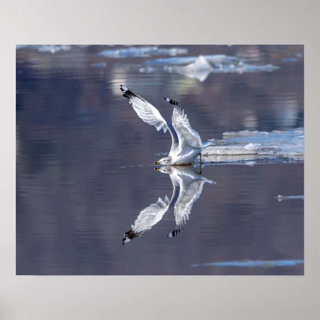 Poster Réflexions 20x16 Gull (Devant)