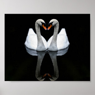 Poster Réflexions de l'amour, forme de coeur, cygnes