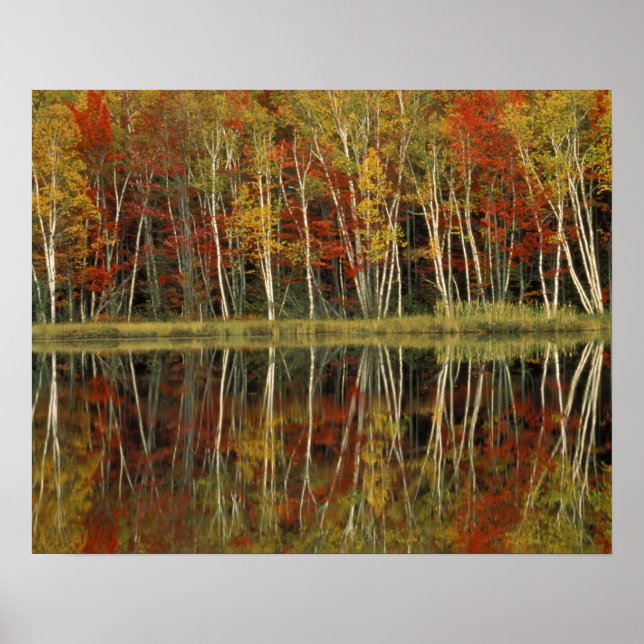Poster Réflexions sur le feuillage d'automne et les boule (Devant)