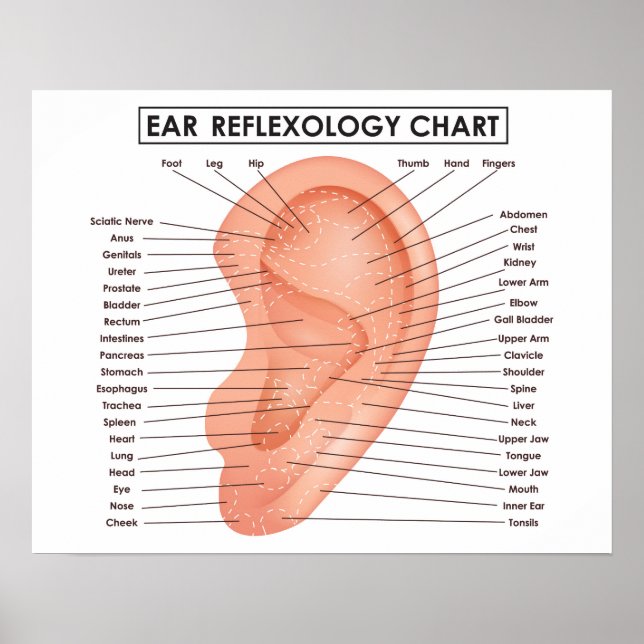 Poster Réflexologie de l'oreille 20" x 16", (Matte (Devant)