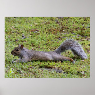 Poster Refroidissement