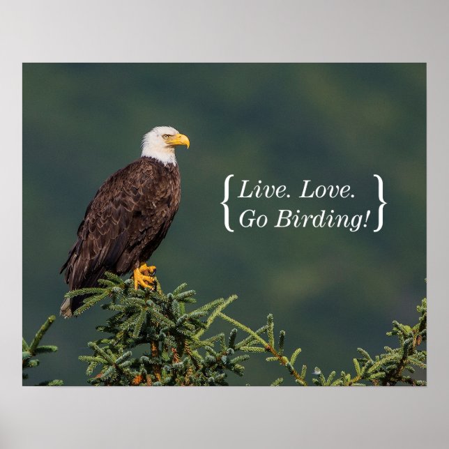 Poster Regal Bald Eagle (Devant)