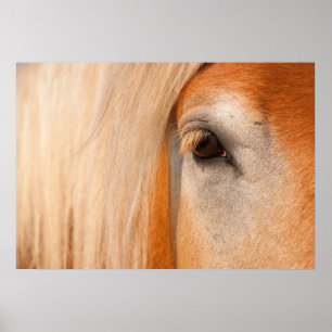 Poster Regard doux - oeil d'un cheval de trait
